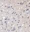 SMAM1 antibody, PA5-72971, Invitrogen Antibodies, Immunohistochemistry frozen image 