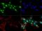 8-Oxoguanine DNA Glycosylase antibody, GTX20204, GeneTex, Immunocytochemistry image 