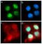 p21 antibody, 710182, Invitrogen Antibodies, Immunofluorescence image 