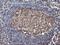 Autophagy Related 3 antibody, TA503346S, Origene, Immunohistochemistry paraffin image 