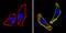 CD24 Molecule antibody, MA5-11828, Invitrogen Antibodies, Immunofluorescence image 