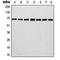 Involucrin antibody, LS-C352399, Lifespan Biosciences, Western Blot image 