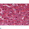 Betaine--Homocysteine S-Methyltransferase antibody, LS-C812402, Lifespan Biosciences, Western Blot image 