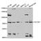 Solute Carrier Family 3 Member 1 antibody, MBS2525471, MyBioSource, Western Blot image 