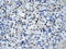 p38 antibody, 31-048, ProSci, Immunohistochemistry paraffin image 