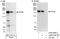 Pogo Transposable Element Derived With ZNF Domain antibody, A302-510A, Bethyl Labs, Immunoprecipitation image 