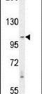 RAS Protein Activator Like 3 antibody, PA5-24097, Invitrogen Antibodies, Western Blot image 