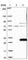 ADP Ribosylation Factor Like GTPase 15 antibody, HPA044604, Atlas Antibodies, Western Blot image 