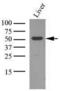 Ornithine Aminotransferase antibody, GTX50004, GeneTex, Western Blot image 
