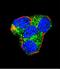 AKT Serine/Threonine Kinase 2 antibody, LS-C98941, Lifespan Biosciences, Immunofluorescence image 