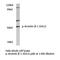 Arrestin Beta 1 antibody, LS-C175864, Lifespan Biosciences, Western Blot image 