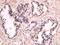 Dap12 antibody, orb156537, Biorbyt, Immunohistochemistry paraffin image 