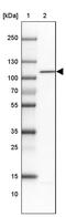 WW Domain Binding Protein 11 antibody, PA5-61888, Invitrogen Antibodies, Western Blot image 