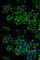 Fission, Mitochondrial 1 antibody, A5821, ABclonal Technology, Immunofluorescence image 