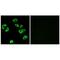 ILT3 antibody, PA5-50049, Invitrogen Antibodies, Immunofluorescence image 