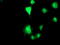 Transmembrane Serine Protease 5 antibody, LS-C173249, Lifespan Biosciences, Immunofluorescence image 