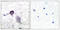 Presenilin 1 antibody, LS-C118561, Lifespan Biosciences, Immunohistochemistry paraffin image 