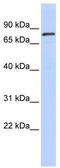 Zinc Finger Protein 333 antibody, TA345442, Origene, Western Blot image 