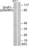 GluA1 antibody, LS-C117366, Lifespan Biosciences, Western Blot image 