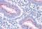 Golgi Membrane Protein 1 antibody, GTX89715, GeneTex, Immunohistochemistry paraffin image 