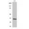 Solute Carrier Family 39 Member 9 antibody, LS-C386715, Lifespan Biosciences, Western Blot image 