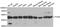 Tu Translation Elongation Factor, Mitochondrial antibody, LS-C334706, Lifespan Biosciences, Western Blot image 