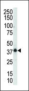Mitogen-Activated Protein Kinase 12 antibody, 62-961, ProSci, Western Blot image 