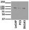 Spliceosome Associated Factor 1, Recruiter Of U4/U6.U5 Tri-SnRNP antibody, NBP1-89024, Novus Biologicals, Western Blot image 