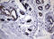 Nibrin antibody, LS-C175641, Lifespan Biosciences, Immunohistochemistry frozen image 