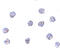 Transmembrane Protein 173 antibody, A01871-1, Boster Biological Technology, Immunocytochemistry image 