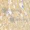 Calpain 1 antibody, A1172, ABclonal Technology, Immunohistochemistry paraffin image 