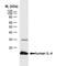 IL-4 antibody, MCA1525, Bio-Rad (formerly AbD Serotec) , Immunohistochemistry frozen image 