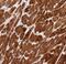 Myosin Light Chain 2 antibody, FNab05486, FineTest, Immunohistochemistry paraffin image 