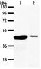 Arylacetamide Deacetylase Like 4 antibody, orb107612, Biorbyt, Western Blot image 