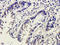 Insulin Like Growth Factor Binding Protein 3 antibody, orb338990, Biorbyt, Immunohistochemistry paraffin image 