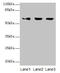 Atlastin GTPase 3 antibody, CSB-PA728503LA01HU, Cusabio, Western Blot image 
