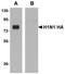 Head activator antibody, TA160039, Origene, Western Blot image 