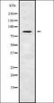 Calpain 13 antibody, orb338115, Biorbyt, Western Blot image 