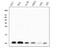 Beta-2-Microglobulin antibody, M00456-2, Boster Biological Technology, Western Blot image 