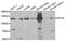 Integrator Complex Subunit 4 antibody, abx004846, Abbexa, Western Blot image 