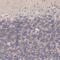 Potassium Voltage-Gated Channel Subfamily D Member 1 antibody, PA5-51505, Invitrogen Antibodies, Immunohistochemistry frozen image 