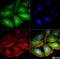 Mitofusin 1 antibody, NBP1-51841, Novus Biologicals, Immunofluorescence image 