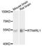 Reticulon-4 receptor-like 1 antibody, STJ112061, St John