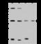 Hypoxia Inducible Factor 1 Subunit Alpha Inhibitor antibody, 105212-T40, Sino Biological, Western Blot image 