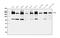 Periplakin antibody, A02098-1, Boster Biological Technology, Western Blot image 