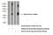 MIA SH3 Domain ER Export Factor 3 antibody, 17481-1-AP, Proteintech Group, Western Blot image 