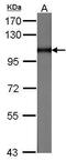 Major vault protein antibody, PA5-27212, Invitrogen Antibodies, Western Blot image 
