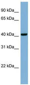 Putative protein PLEKHA9 antibody, TA345103, Origene, Western Blot image 
