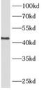 Adh-3 antibody, FNab00166, FineTest, Western Blot image 