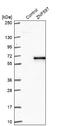 Zinc Finger Protein 597 antibody, NBP1-81982, Novus Biologicals, Western Blot image 